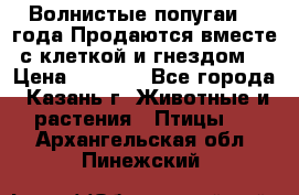 Волнистые попугаи, 2 года.Продаются вместе с клеткой и гнездом. › Цена ­ 2 800 - Все города, Казань г. Животные и растения » Птицы   . Архангельская обл.,Пинежский 